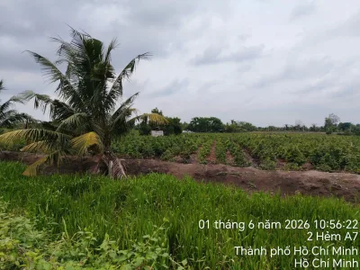 Bán đất vườn xã Bình Lợi Bình Chánh: 4616m2, giáp kinh, giáp đường