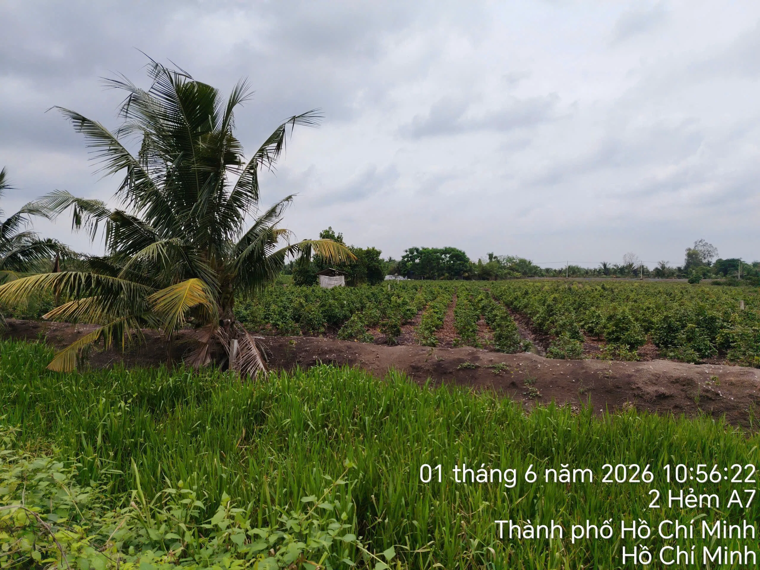 Bán đất vườn xã Bình Lợi Bình Chánh: 4616m2, giáp kinh, giáp đường